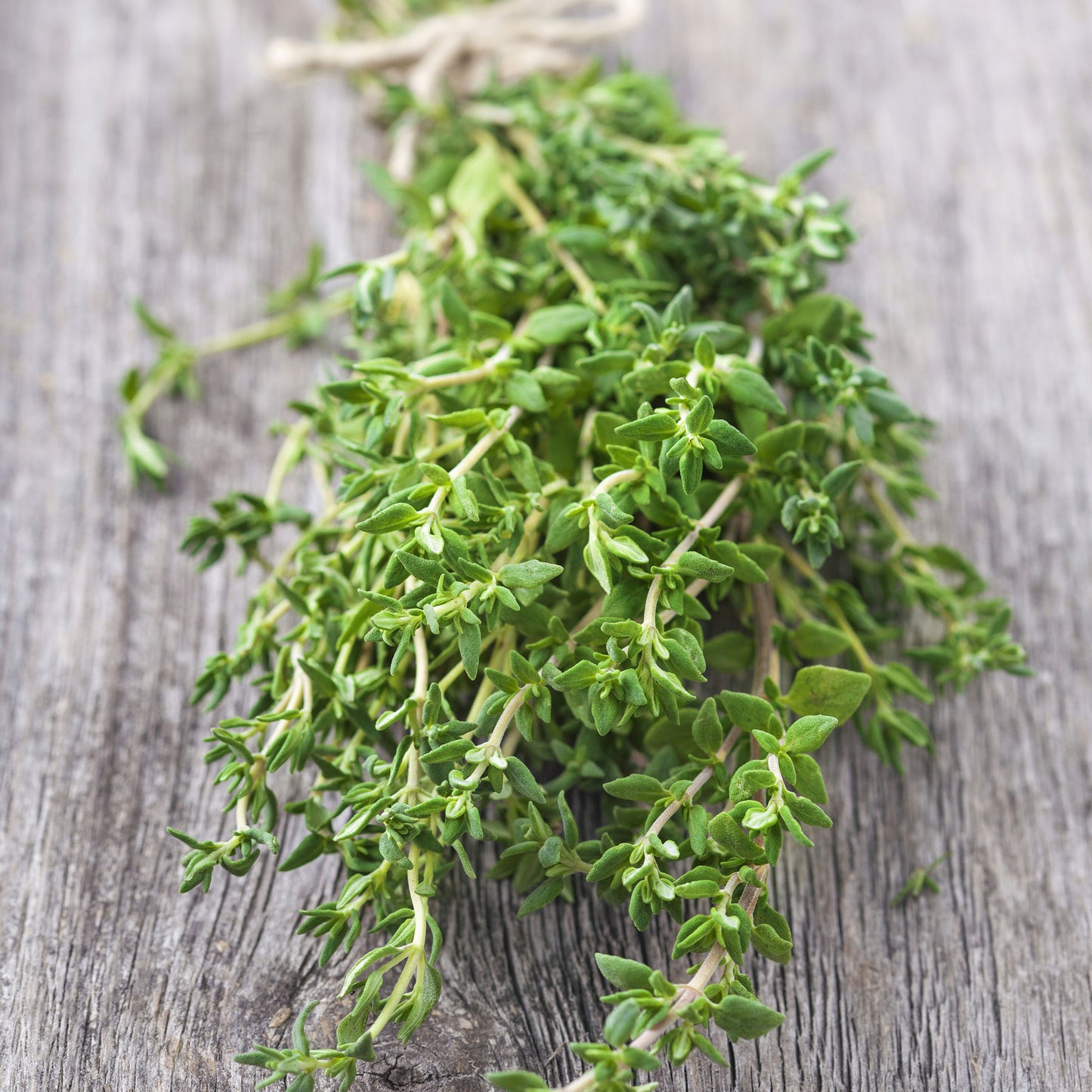 thyme