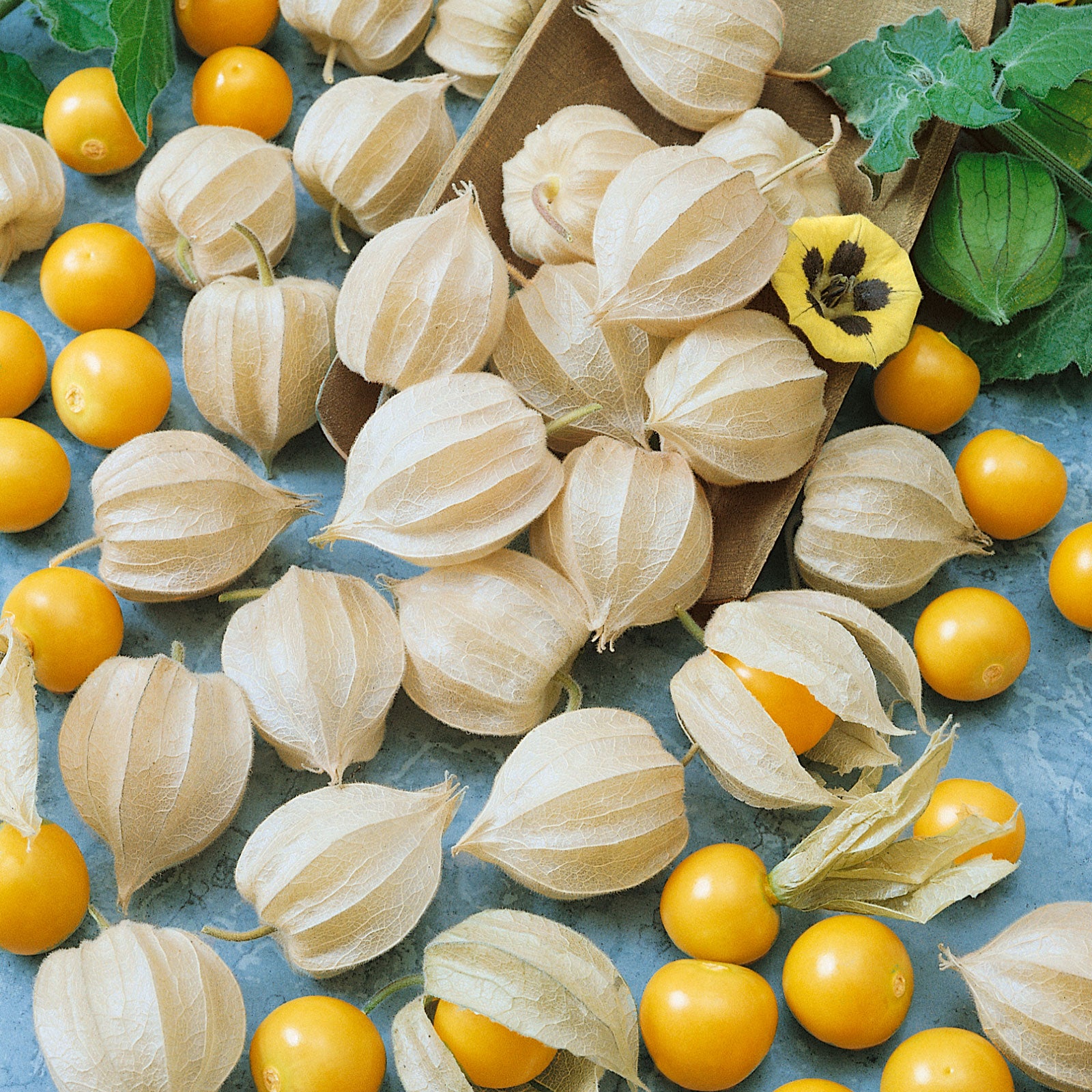 A close-up shot of several ground cherry tomatillos, some still encased in their papery husks.
