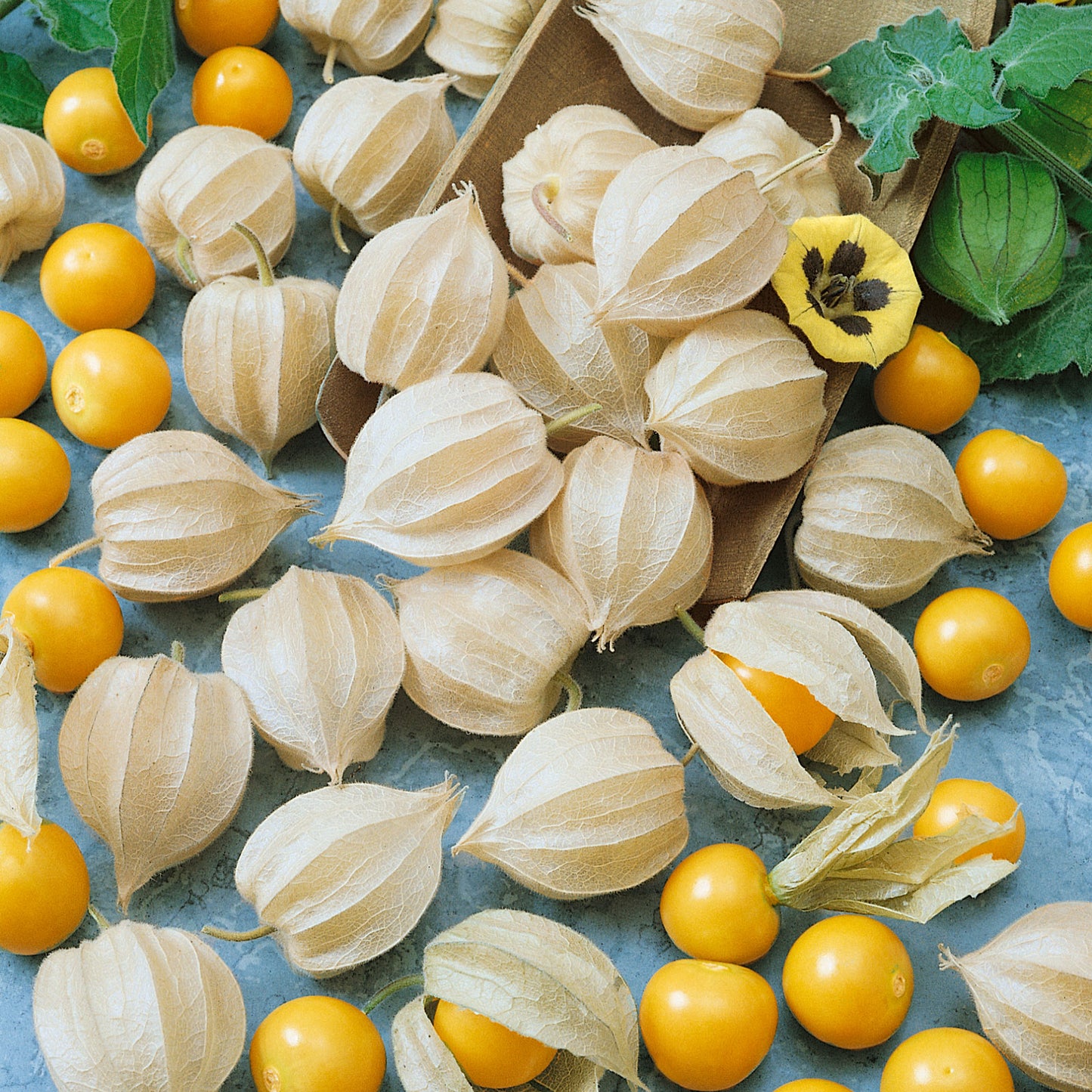 tomatillo ground cherry