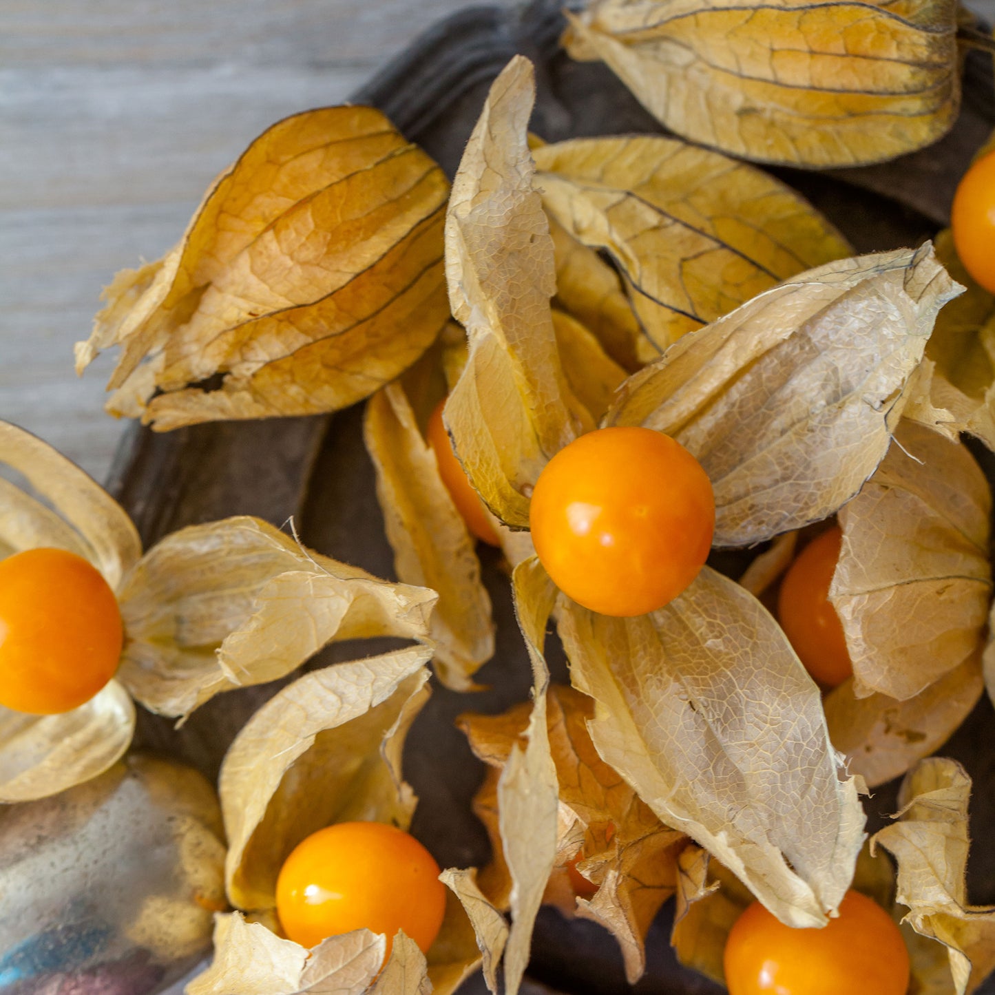 tomatillo ground cherry