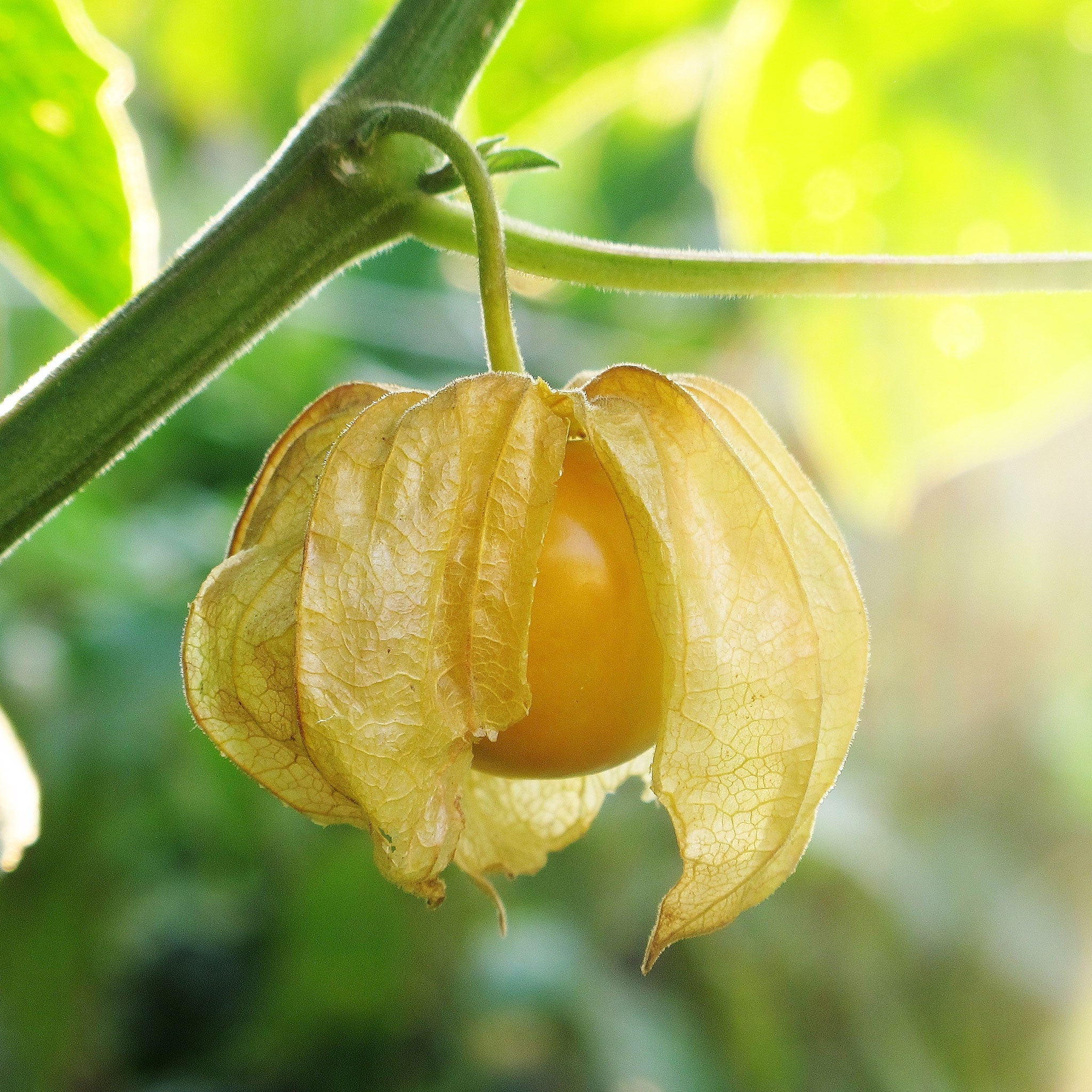 A ripe, orange ground cherry fruit encased in its papery husk, revealing the fruit inside.