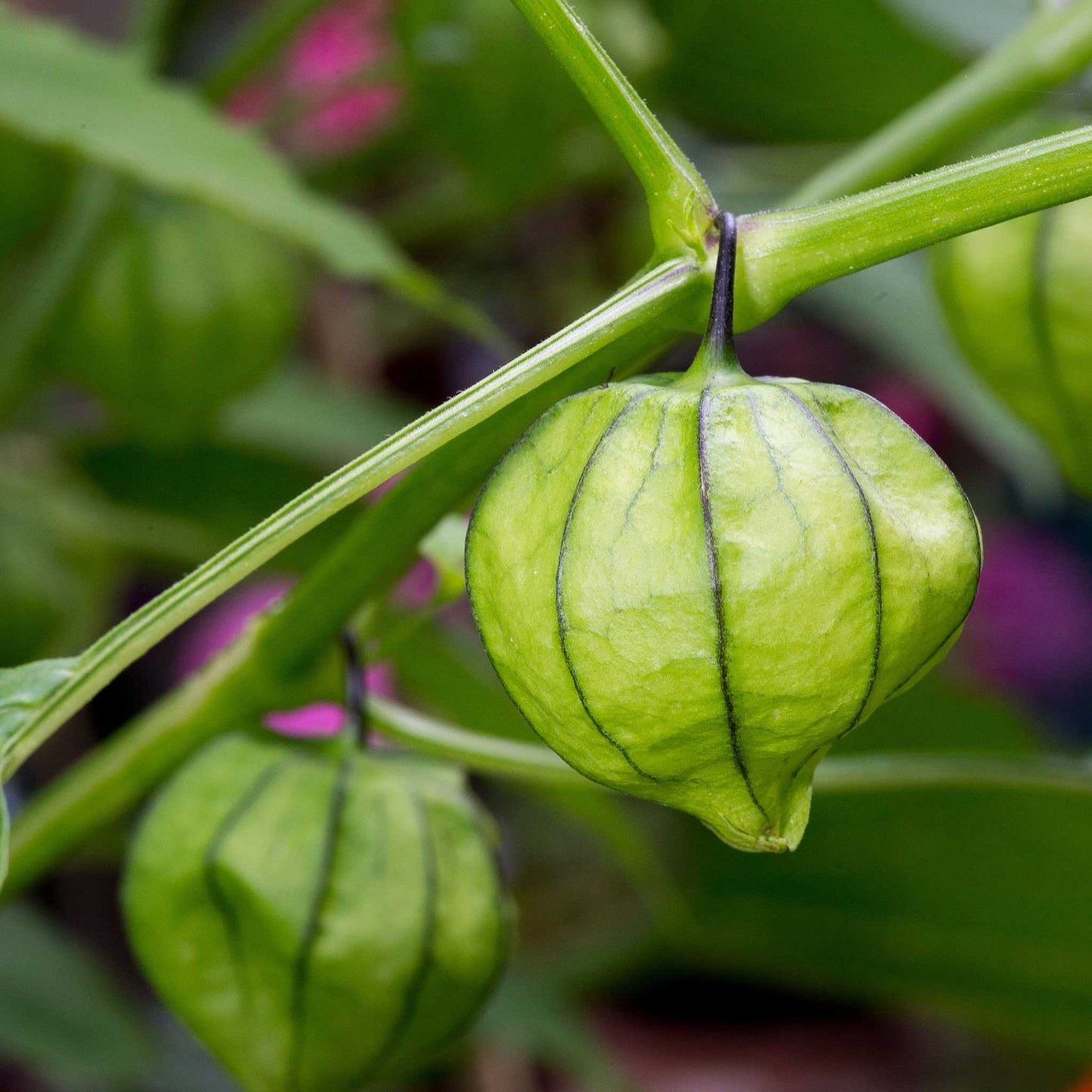 rio grande verde tomatillo