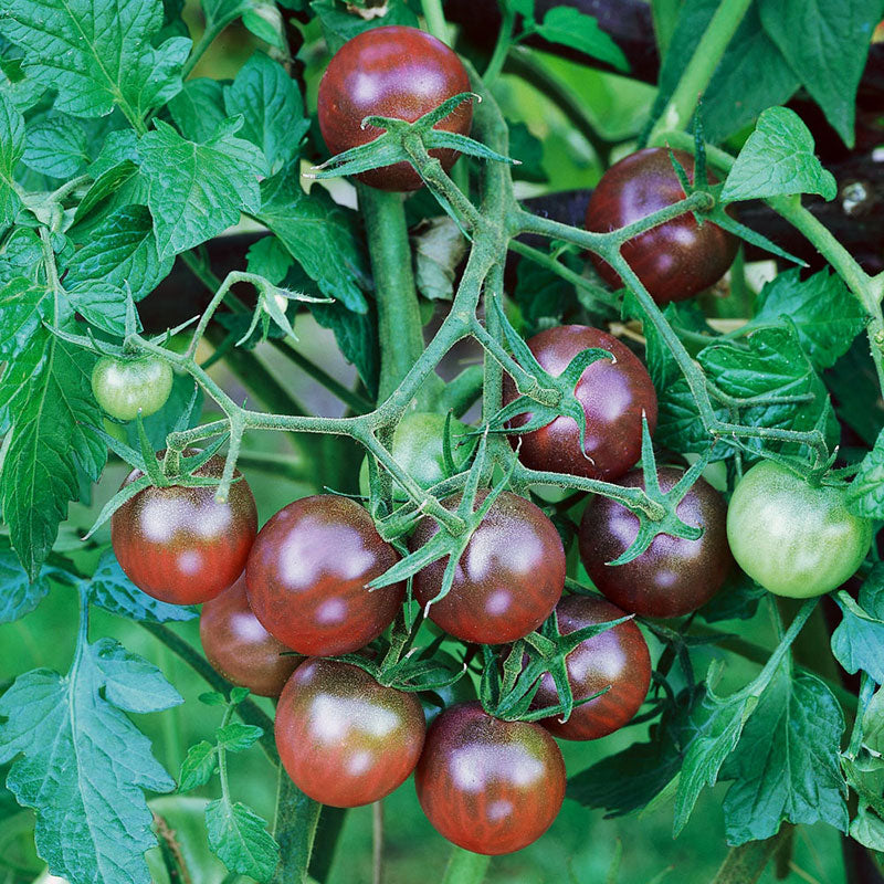 black cherry tomato