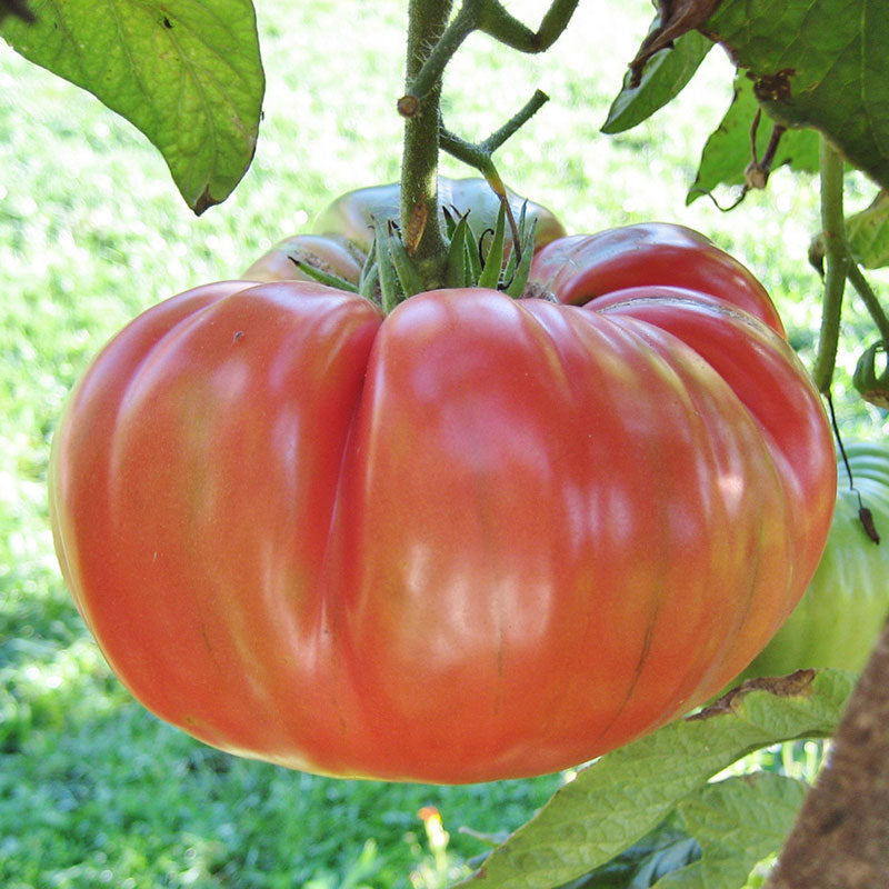 Tomato Seeds - Brandywine Pink