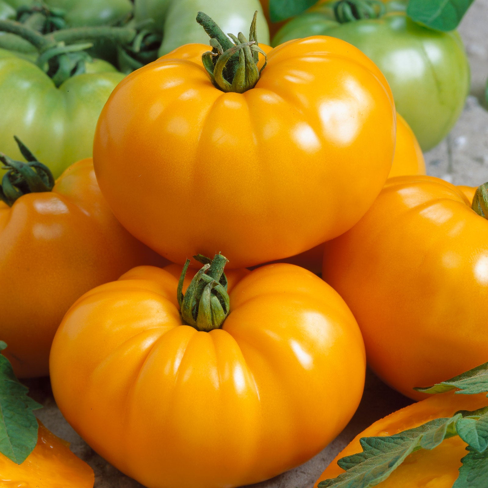 http://www.edenbrothers.com/cdn/shop/products/tomato-chefs-choice-orange-f1-1.jpg?v=1653417059