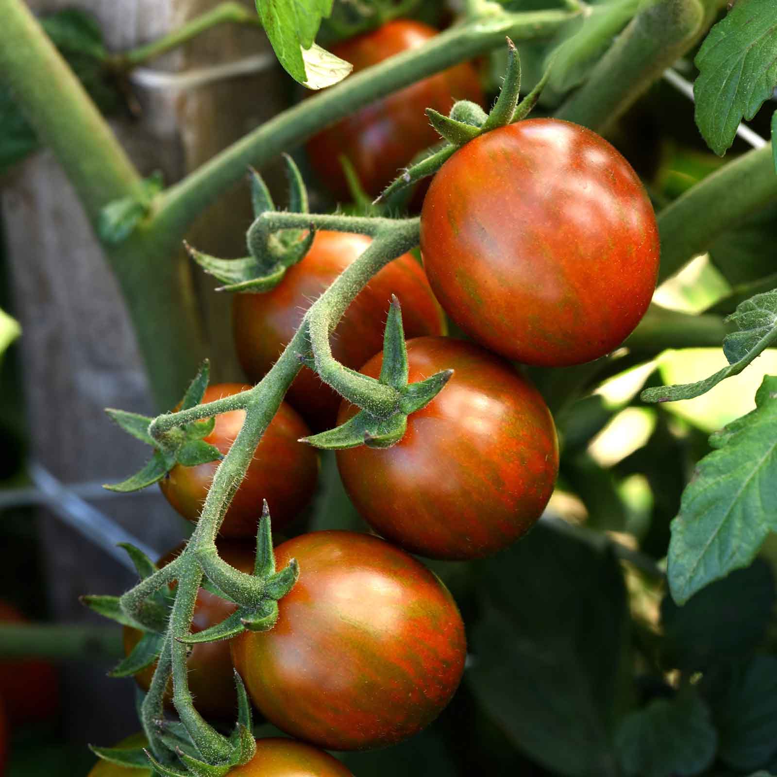 Close-up of a small chocolate sprinkles tomato on the vine with green leaves in the background.