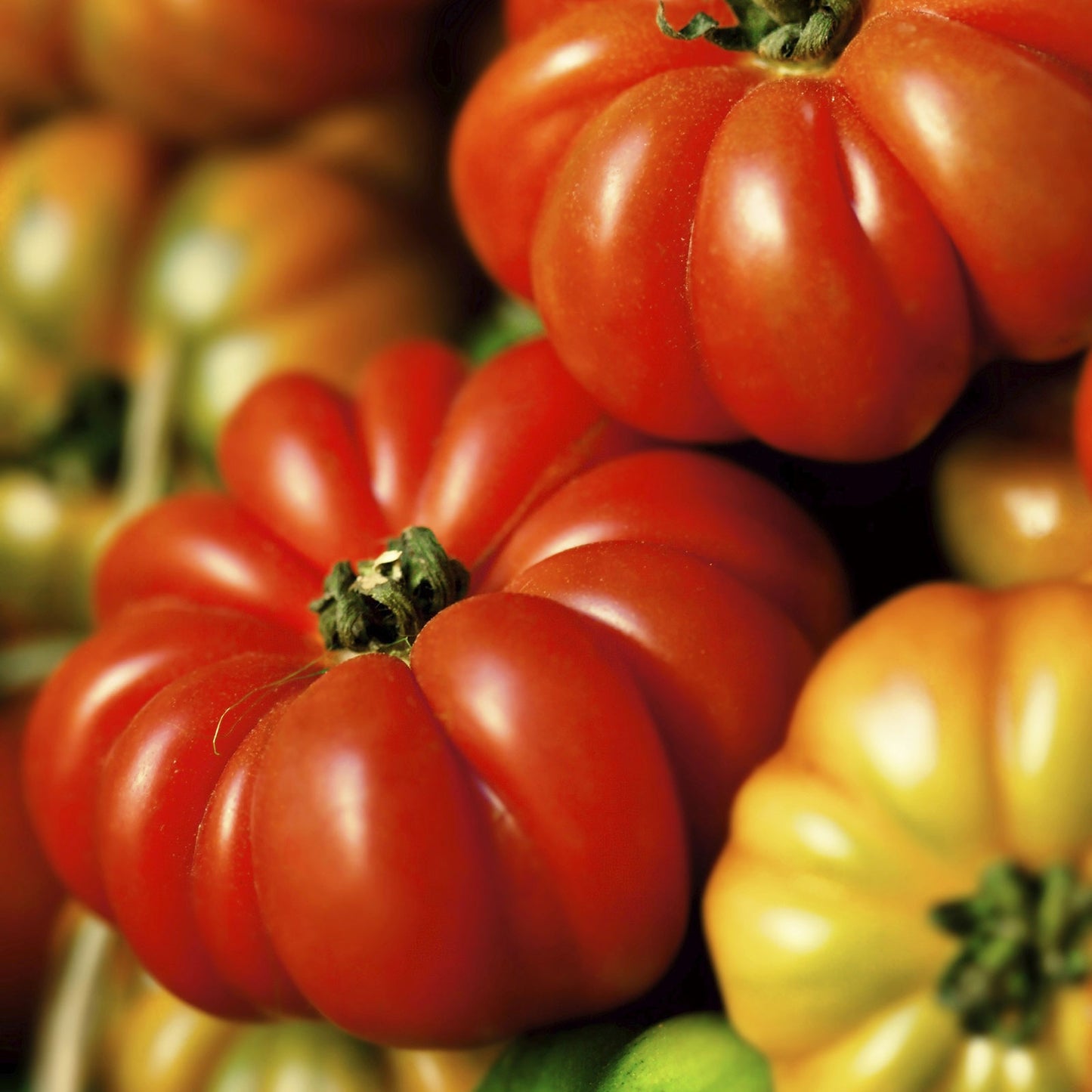costoluto genovese tomato