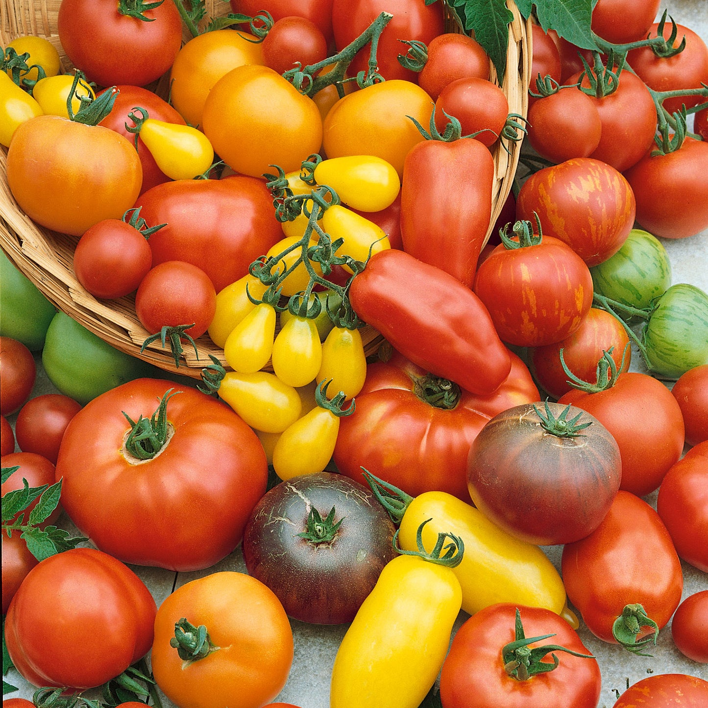 tomato culinary blend