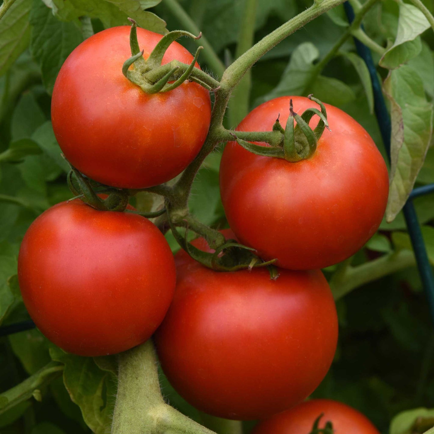 The image shows a cluster of ripe Early Girl tomatoes on the vine, still attached.