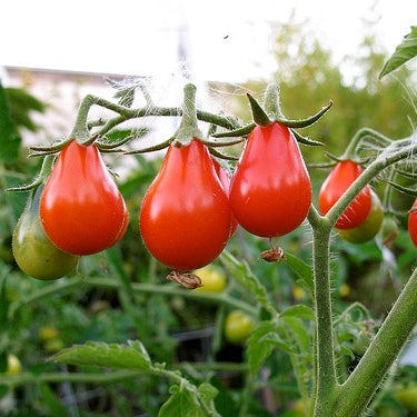 Tomato Seeds - Red Pear Seeds in Packets & Bulk | Eden Brothers