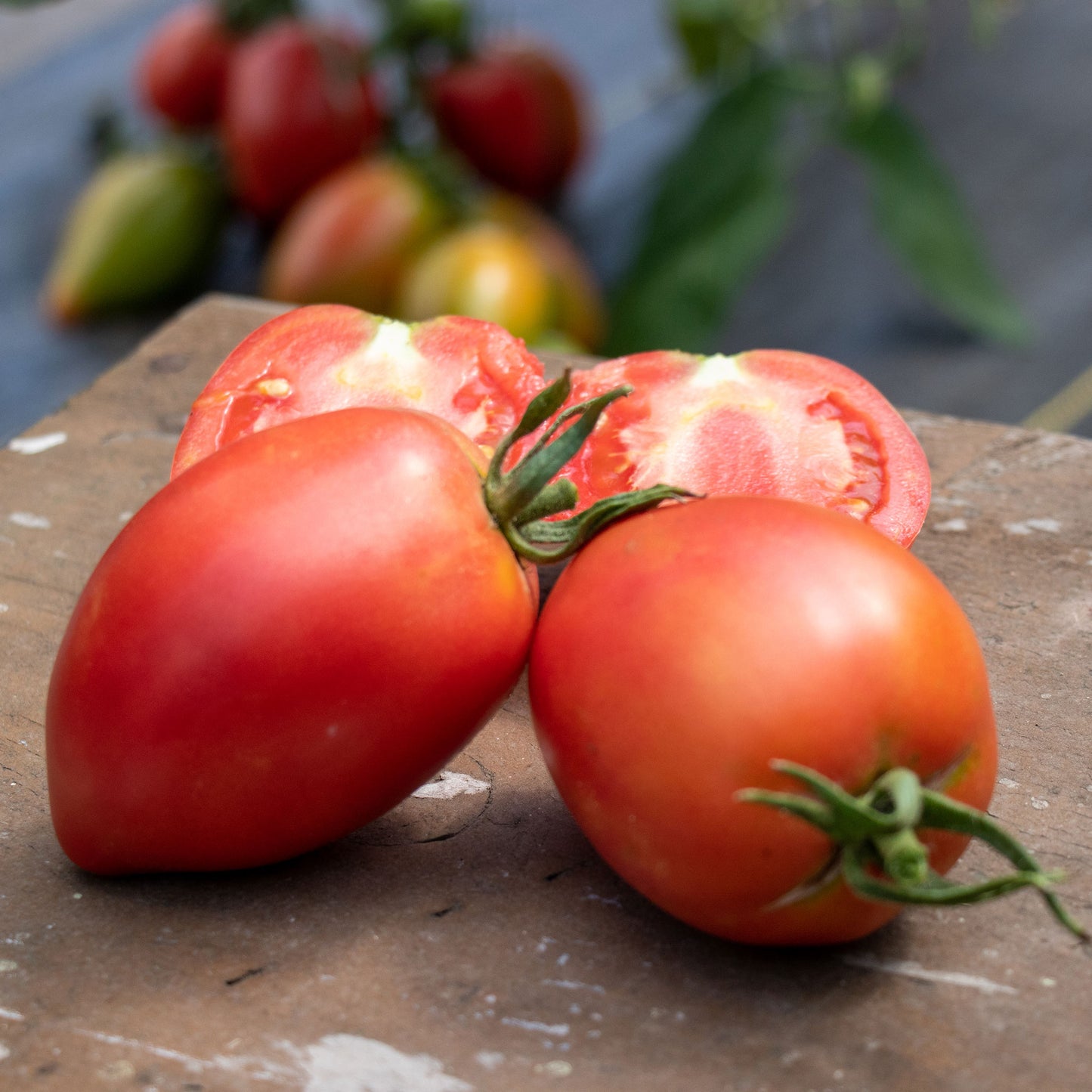 A red, oval-shaped Rugby F1 tomato with a smooth skin, shown against a wooden background.