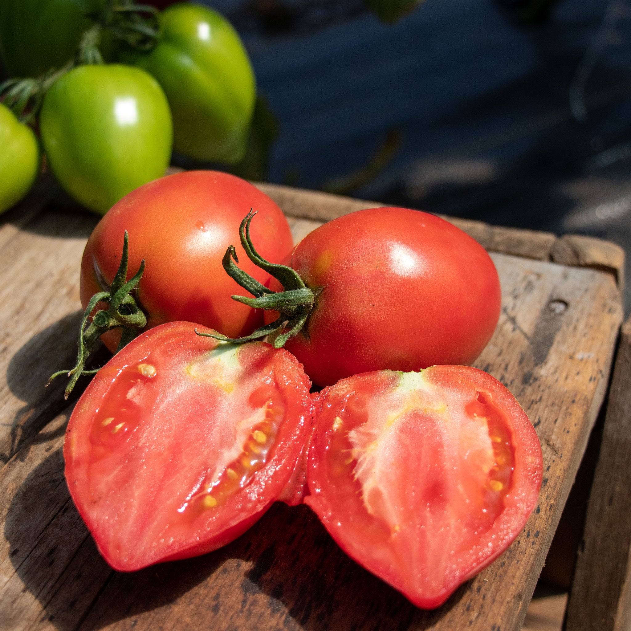 A red, oval-shaped Rugby F1 tomato with a smooth skin, shown with sliced Rugby tomatoes in front.