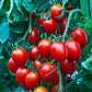 small red cherry tomato 