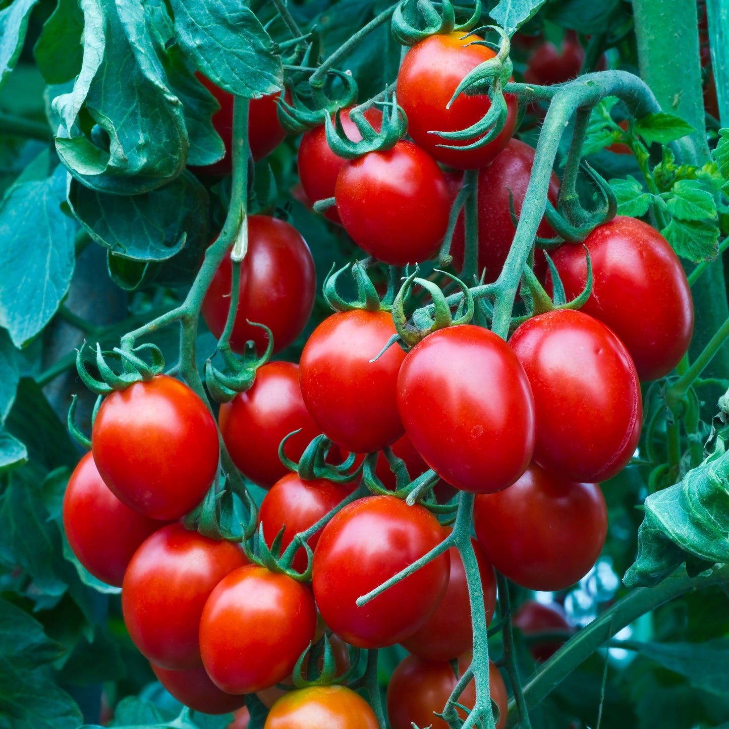 small red cherry tomato 