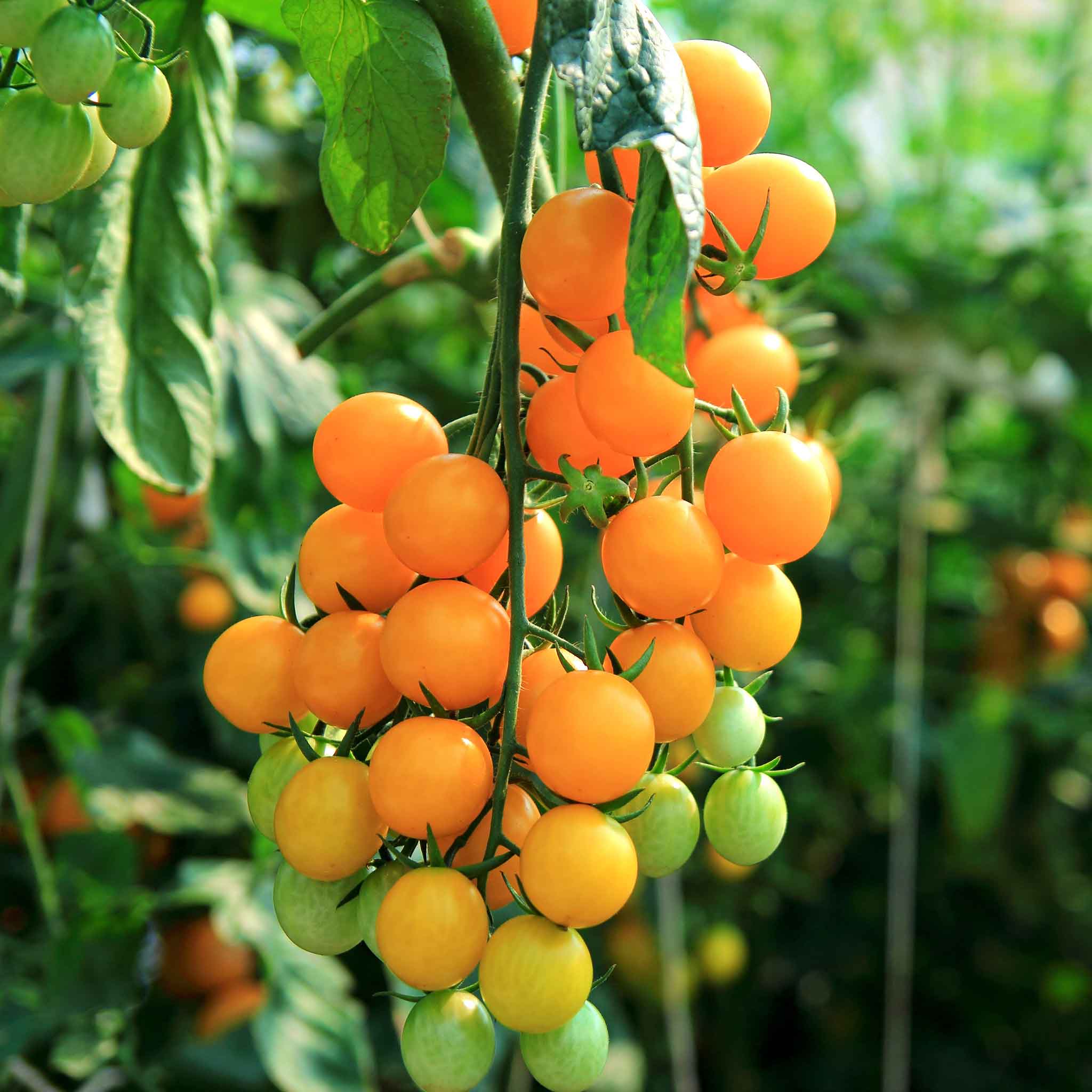 A cluster of ripe, orange Sungold cherry tomatoes hangs from a vine, ready for harvest.