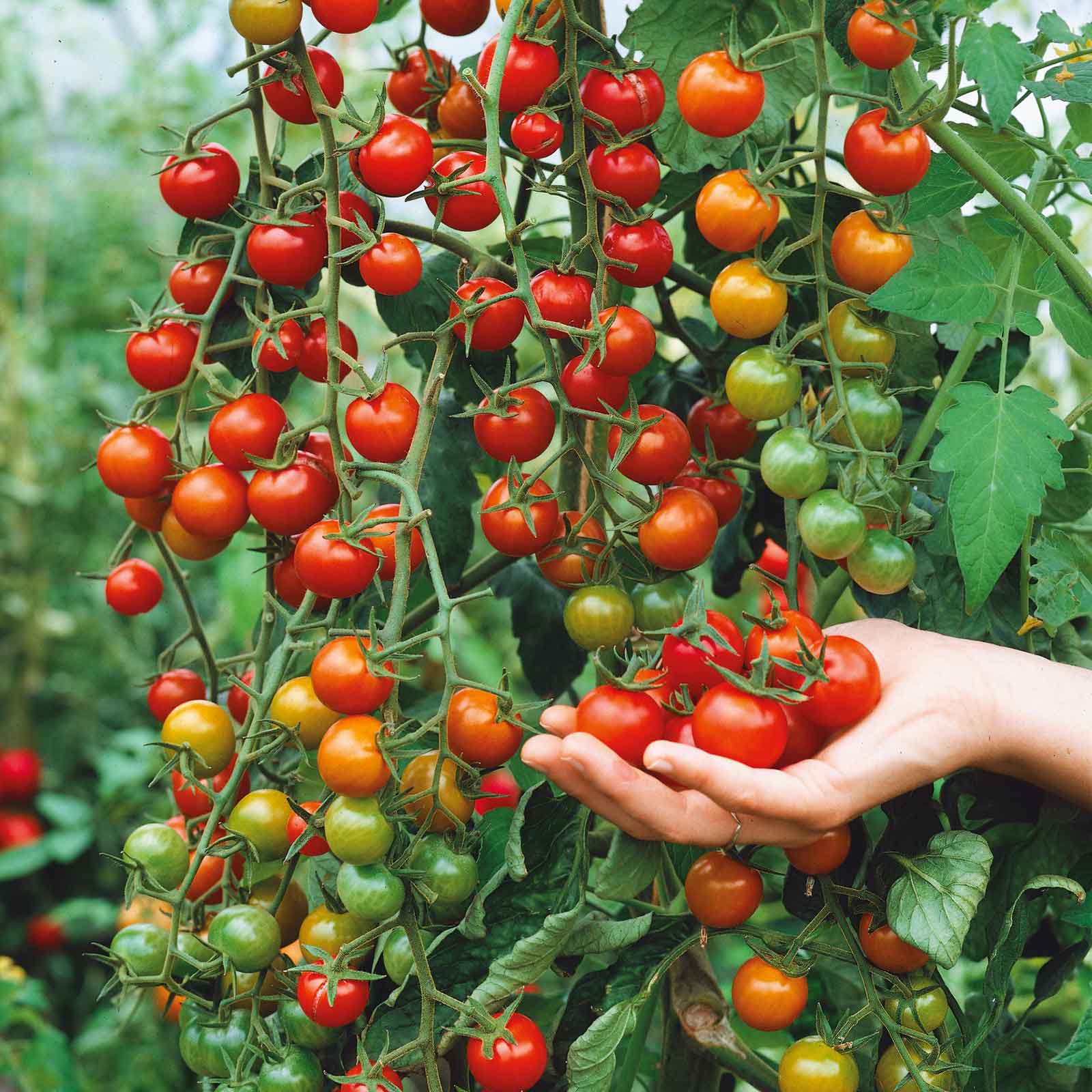 Tomatoes cherry plant vf vegetable Sweet 100 tomato plants