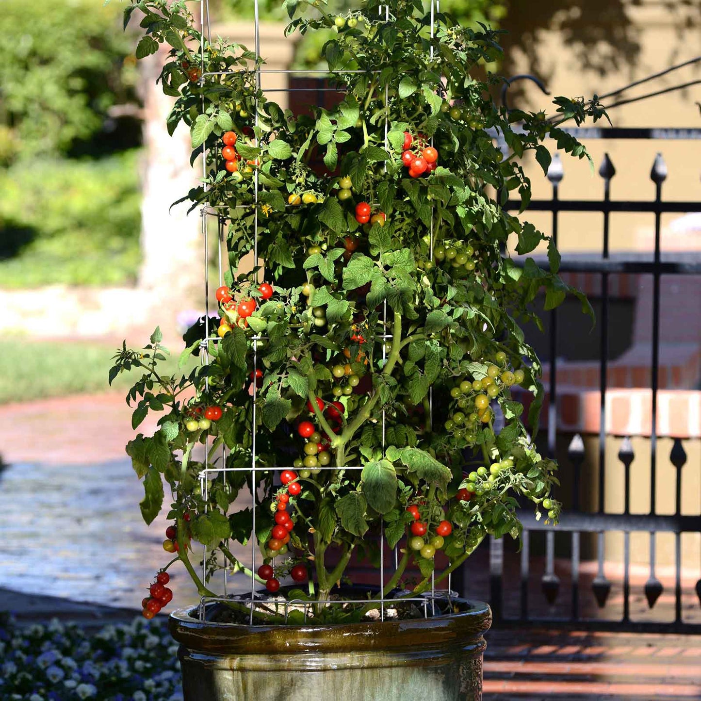 Tidy Treats tomatos growing tall from a pot.