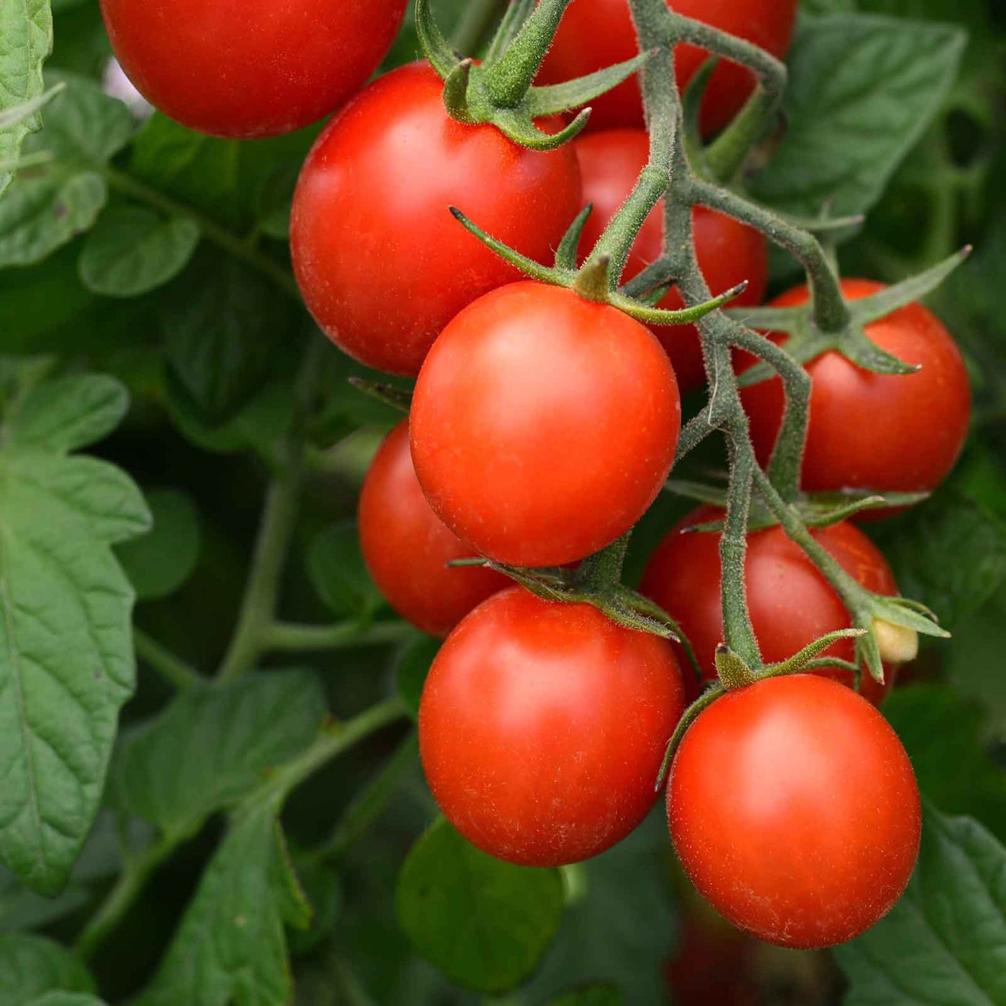 A cluster of Tidy Treat tomatoes hanging from a vine, with green leaves in the background.