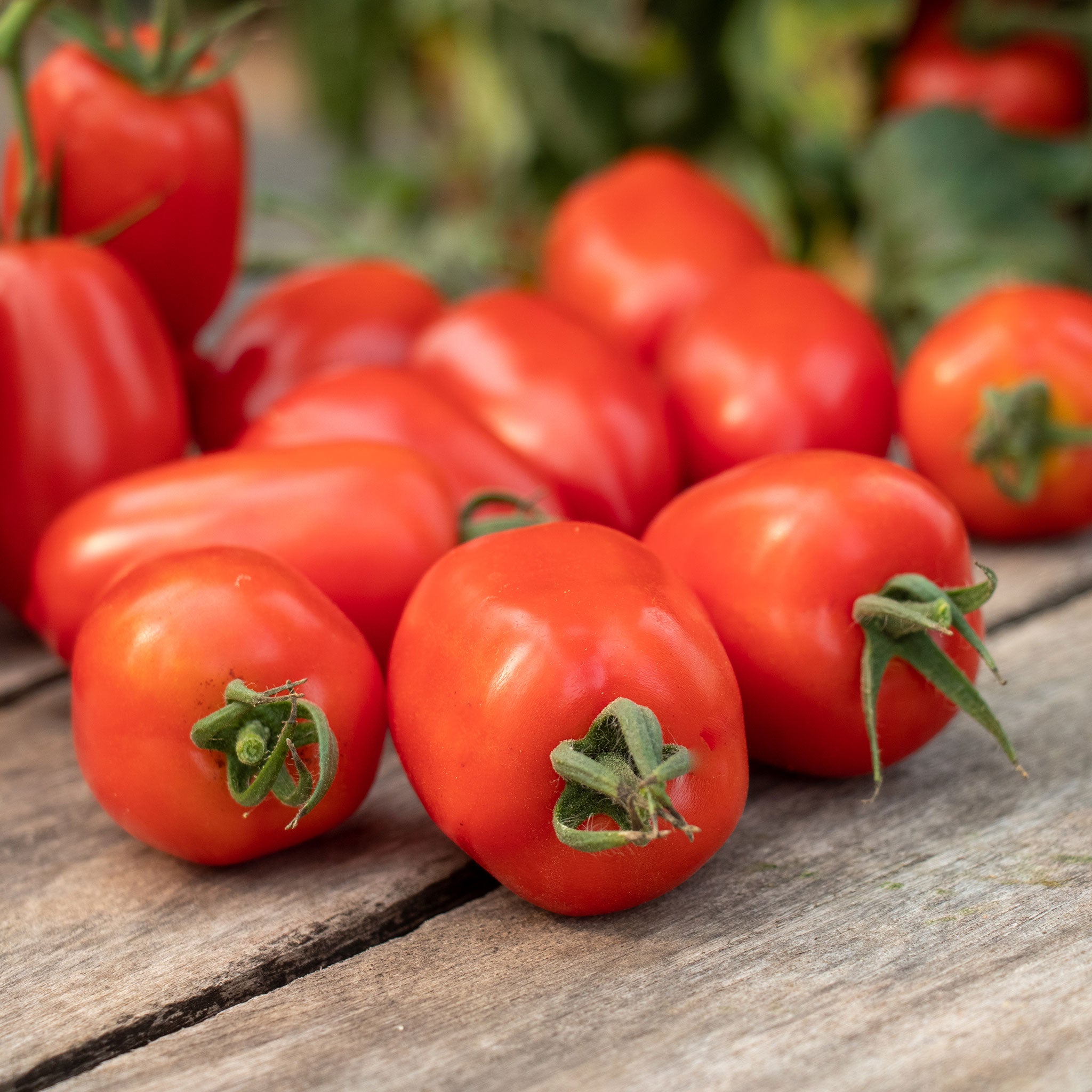 A red, elongated Trutti-Fruiit Paprika F1 variety, shown close-up.