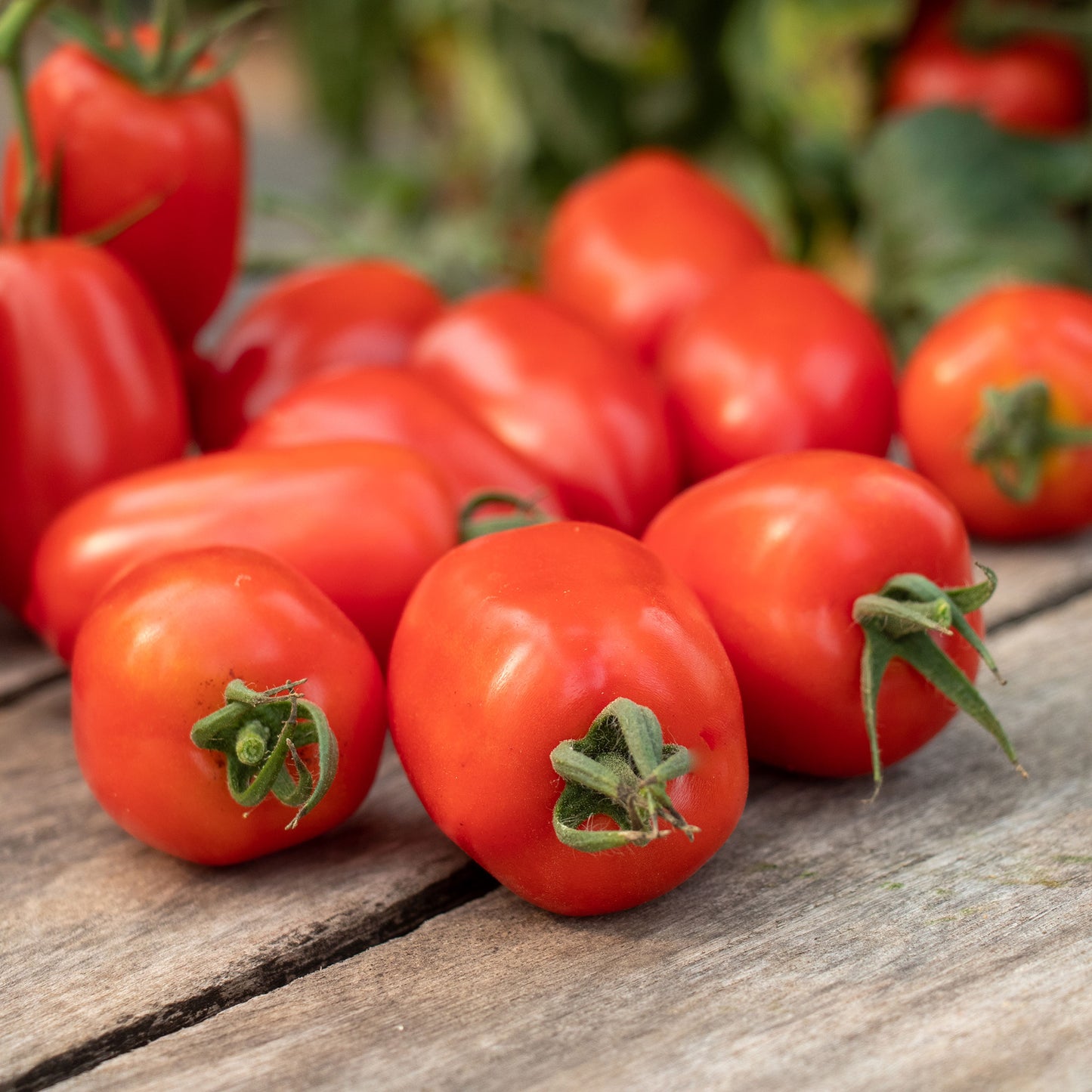 A red, elongated Trutti-Fruiit Paprika F1 variety, shown close-up.