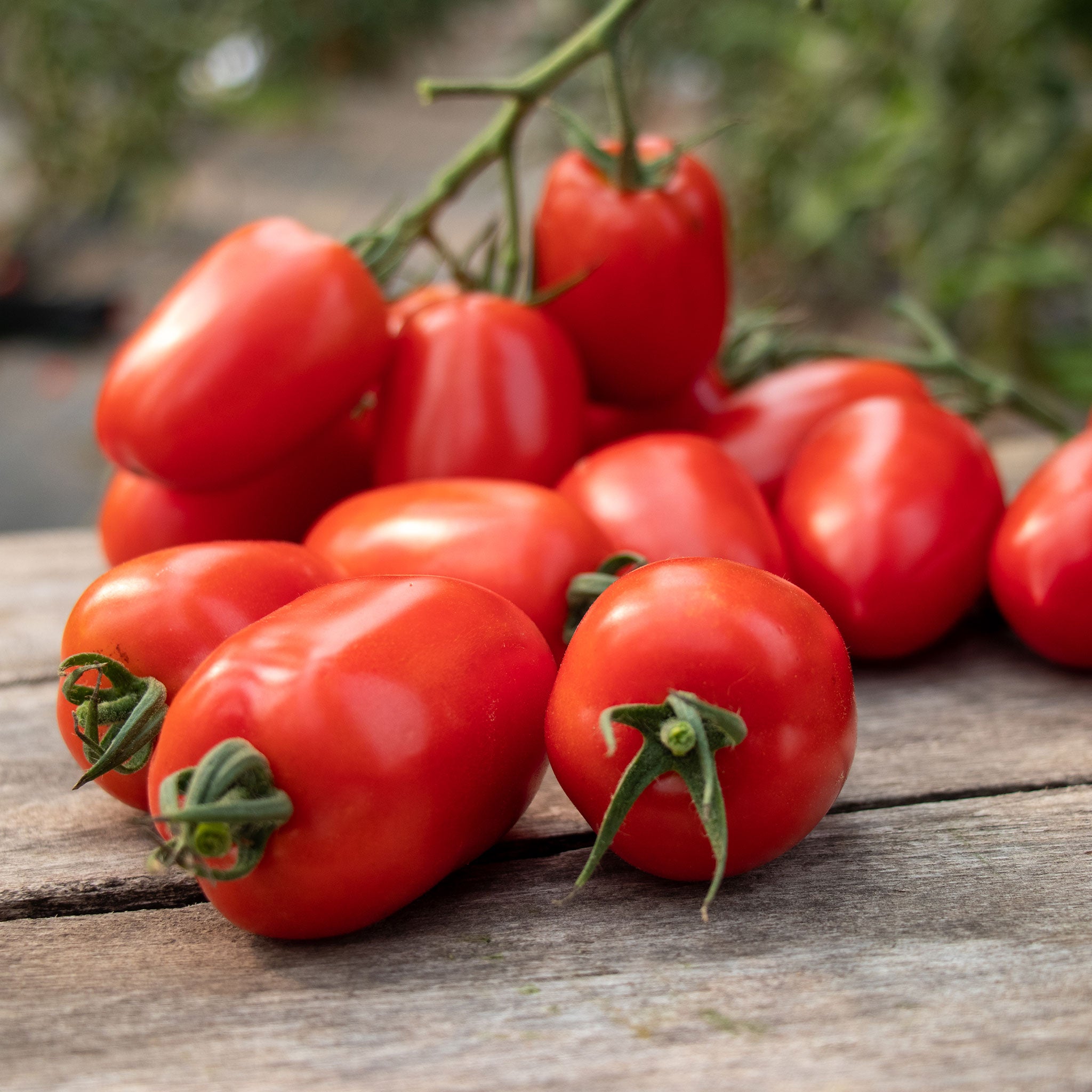A red, elongated Trutti-Fruiit Paprika F1 variety, shown close-up.