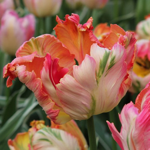 otte panel Give Parrot Tulip Bulbs - Apricot Parrot | Fall Flower Bulbs | Eden Brothers