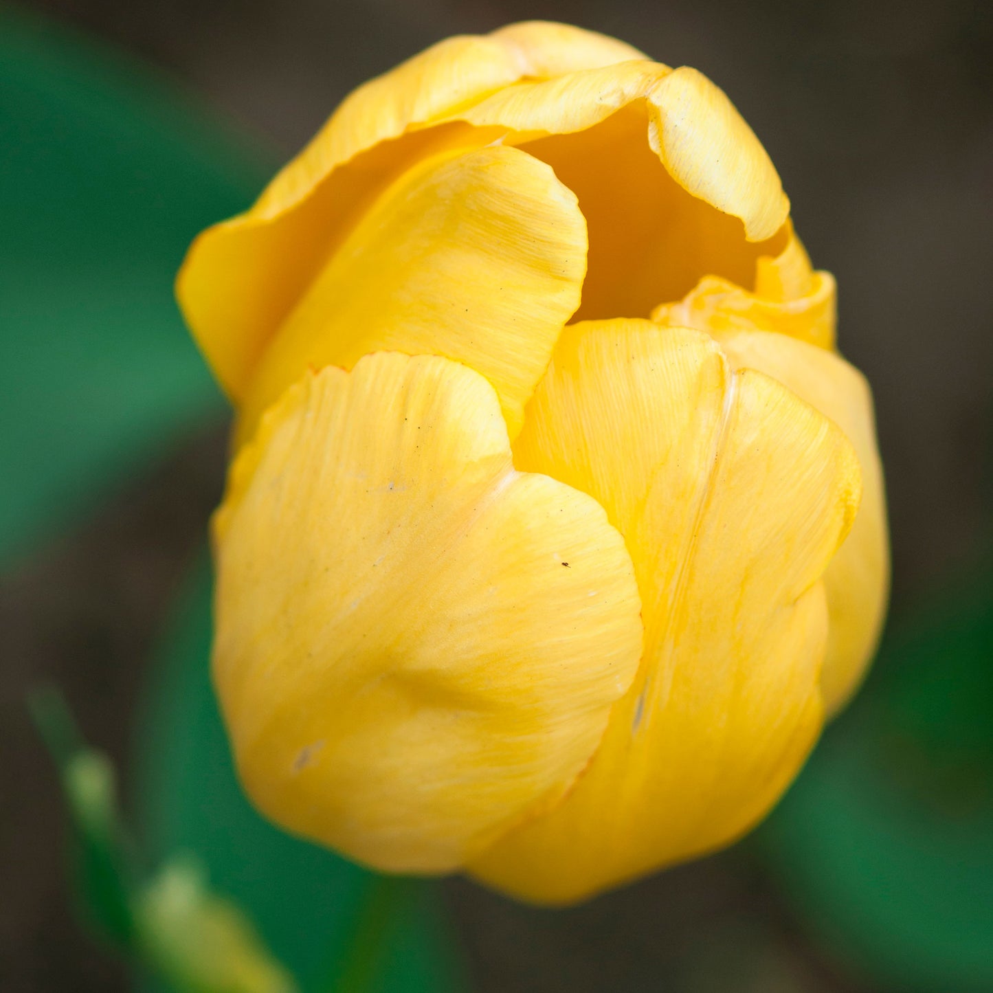 golden parade tulip
