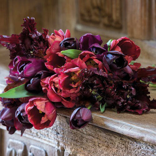 tulip merlot melody mix