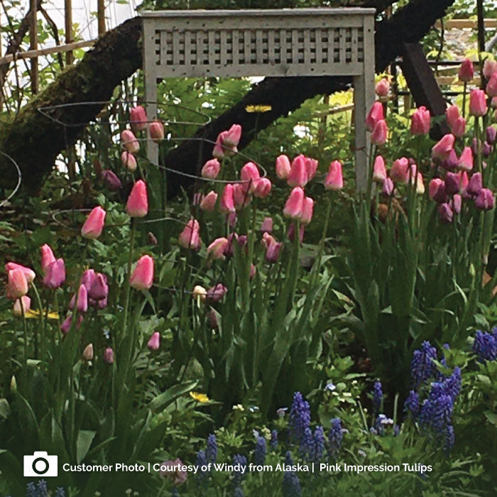 pink impression tulip