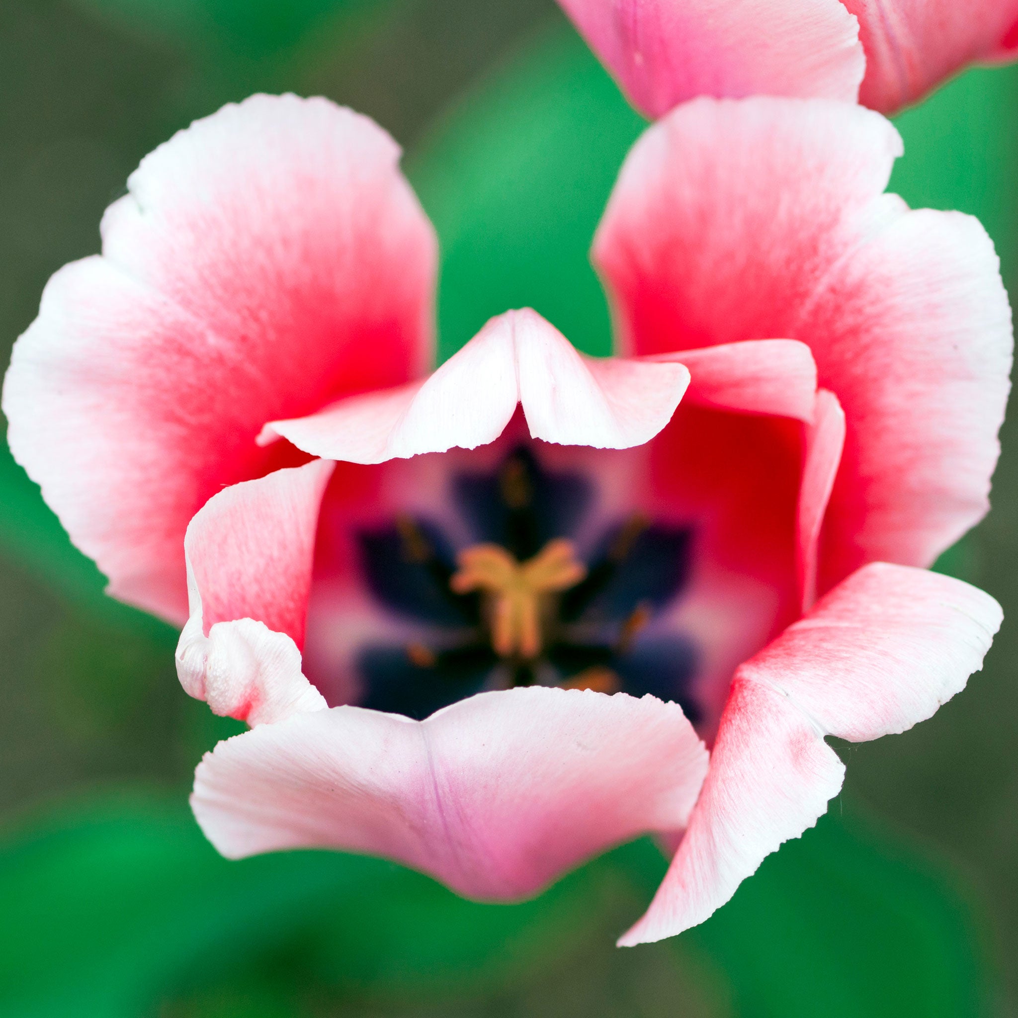 pink impression tulip