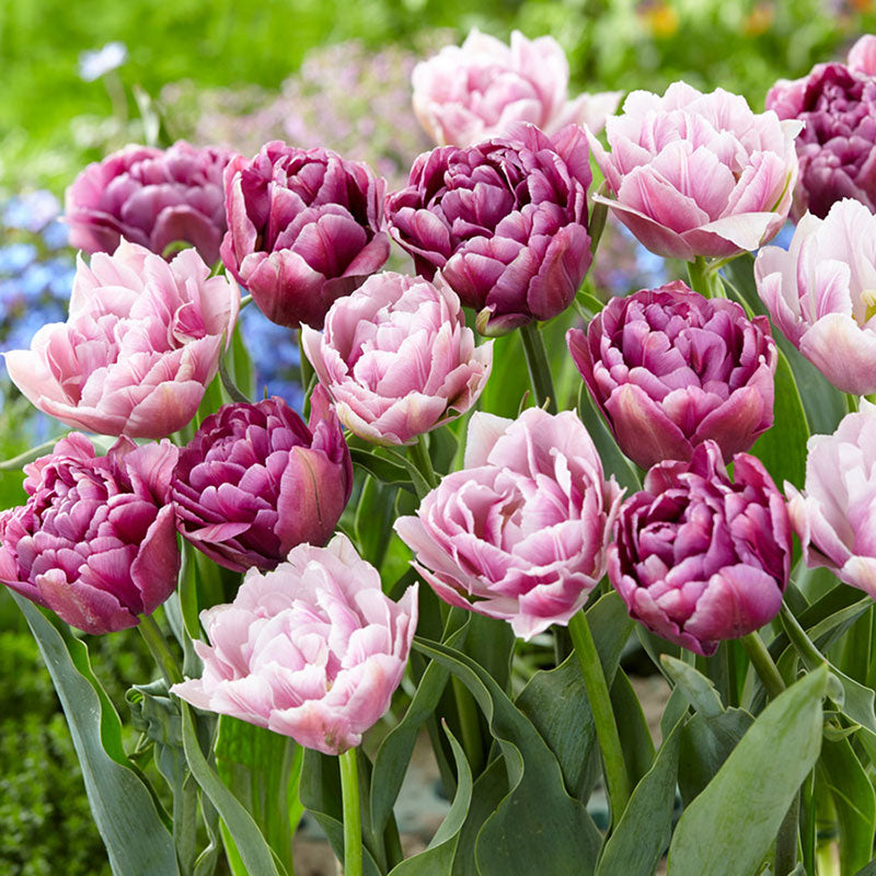 tulip vintage double mix