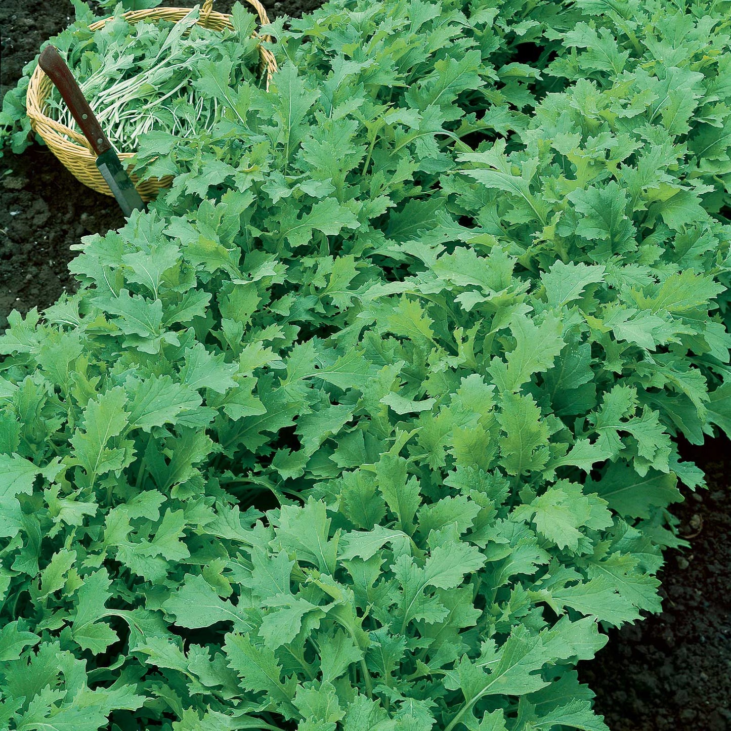 A cluster of mature Seven Top turnip greens with vibrant green leaves.
