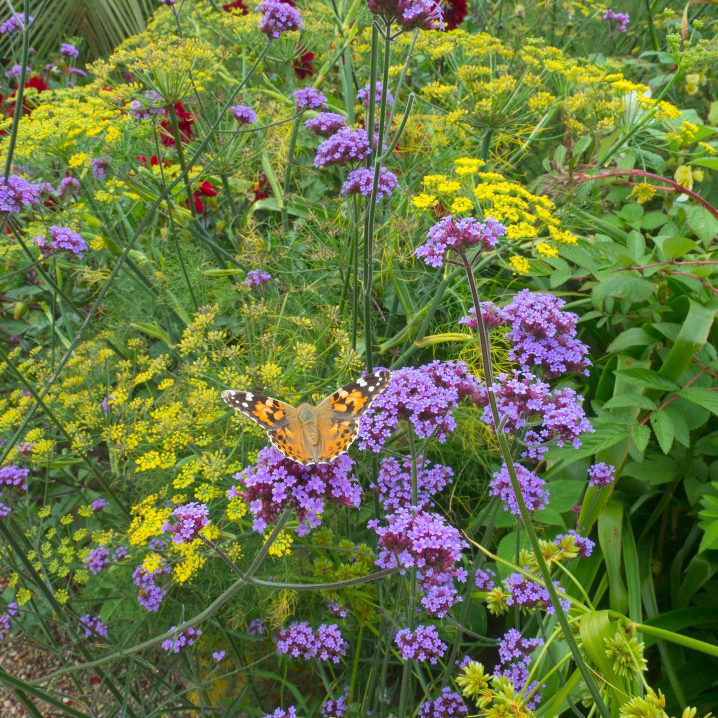 verbena purpletop