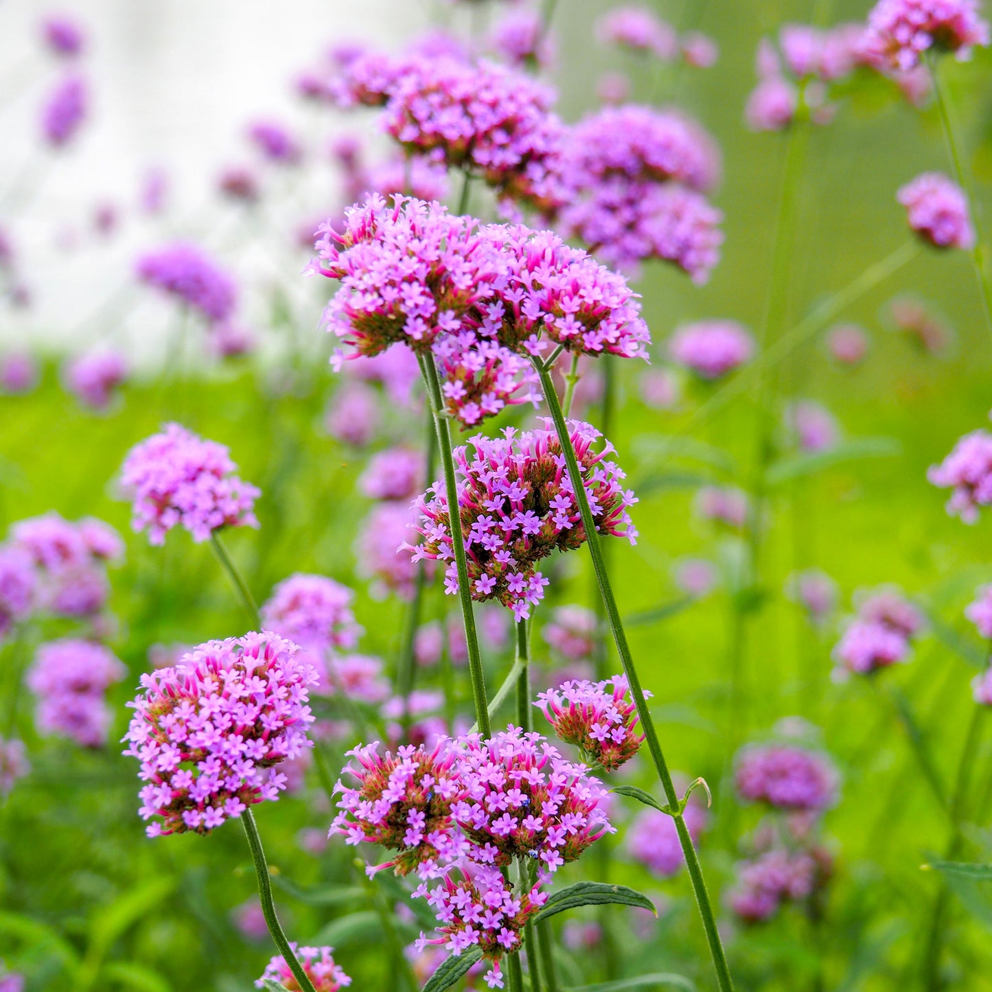 verbena purpletop