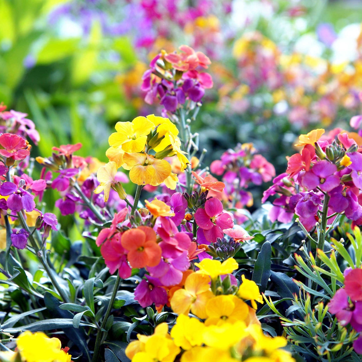 english wallflower