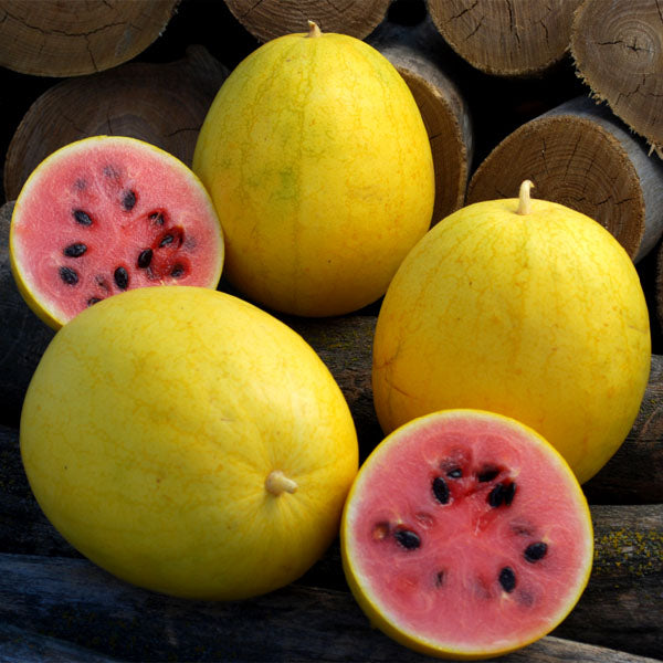 golden midget watermelon 