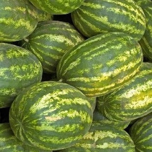 klondike blue ribbon striped watermelon