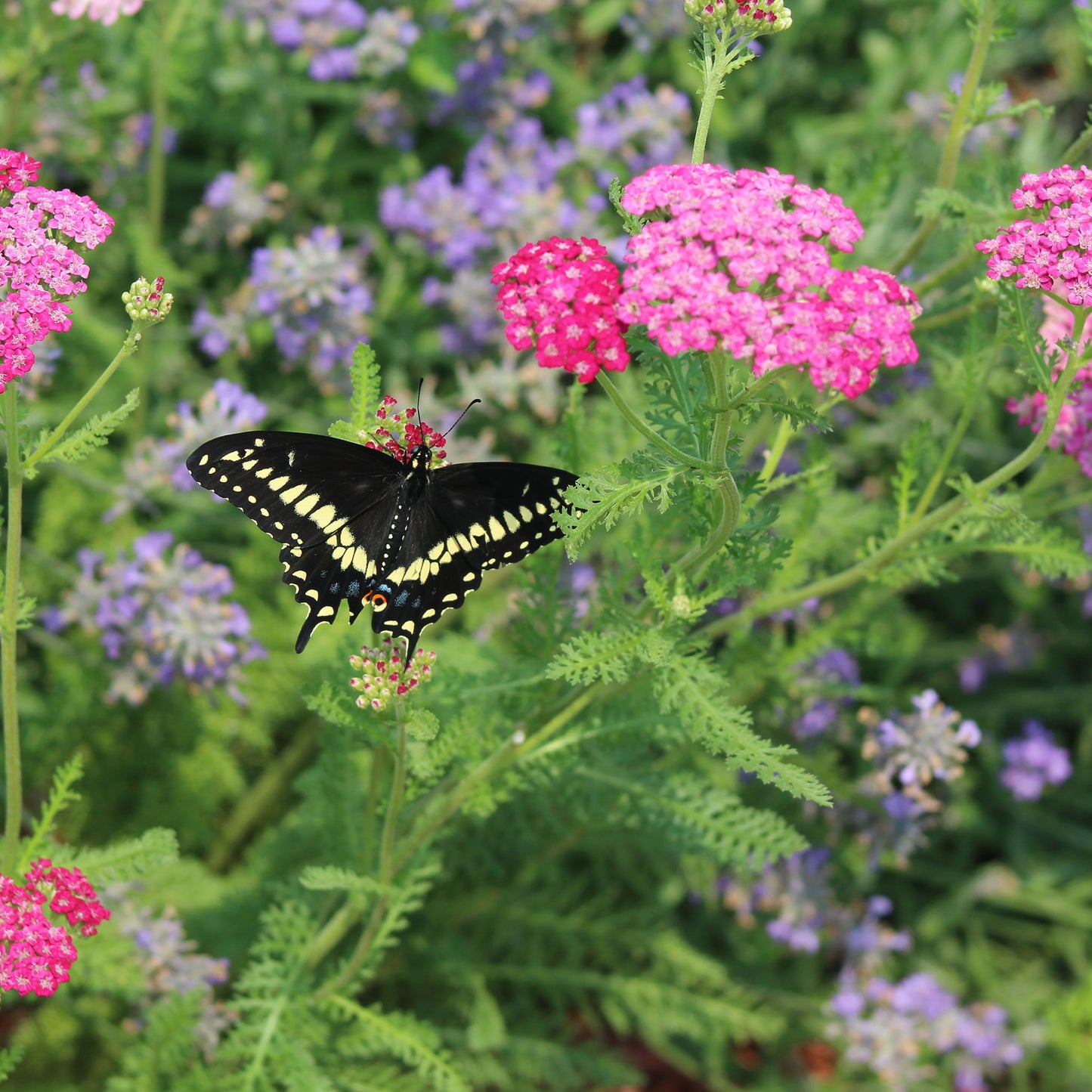 cerise queen yarrow