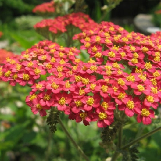 red yarrow