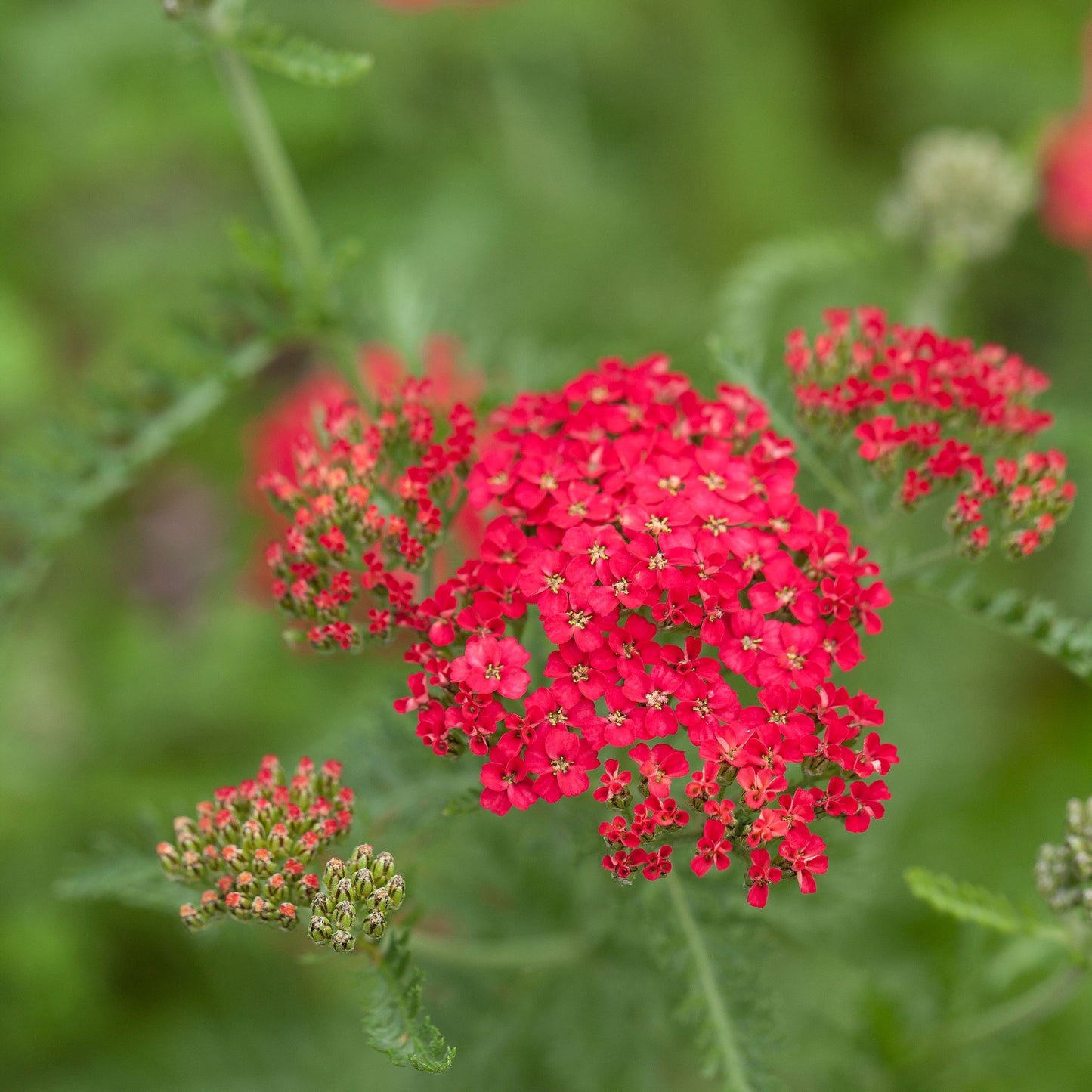 red yarrow