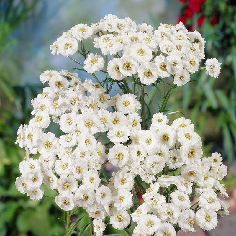 Flowers at the shop pearls