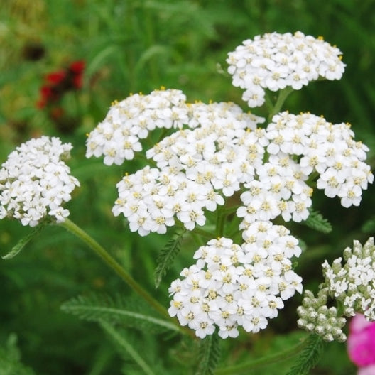 White yarrow shop