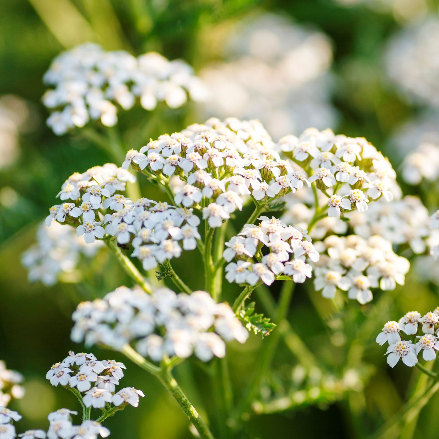 white yarrow