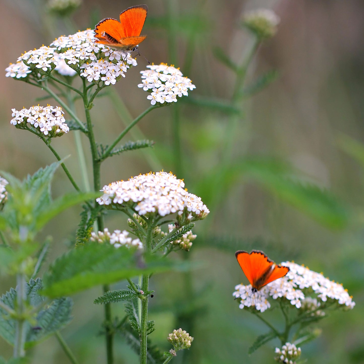 white yarrow