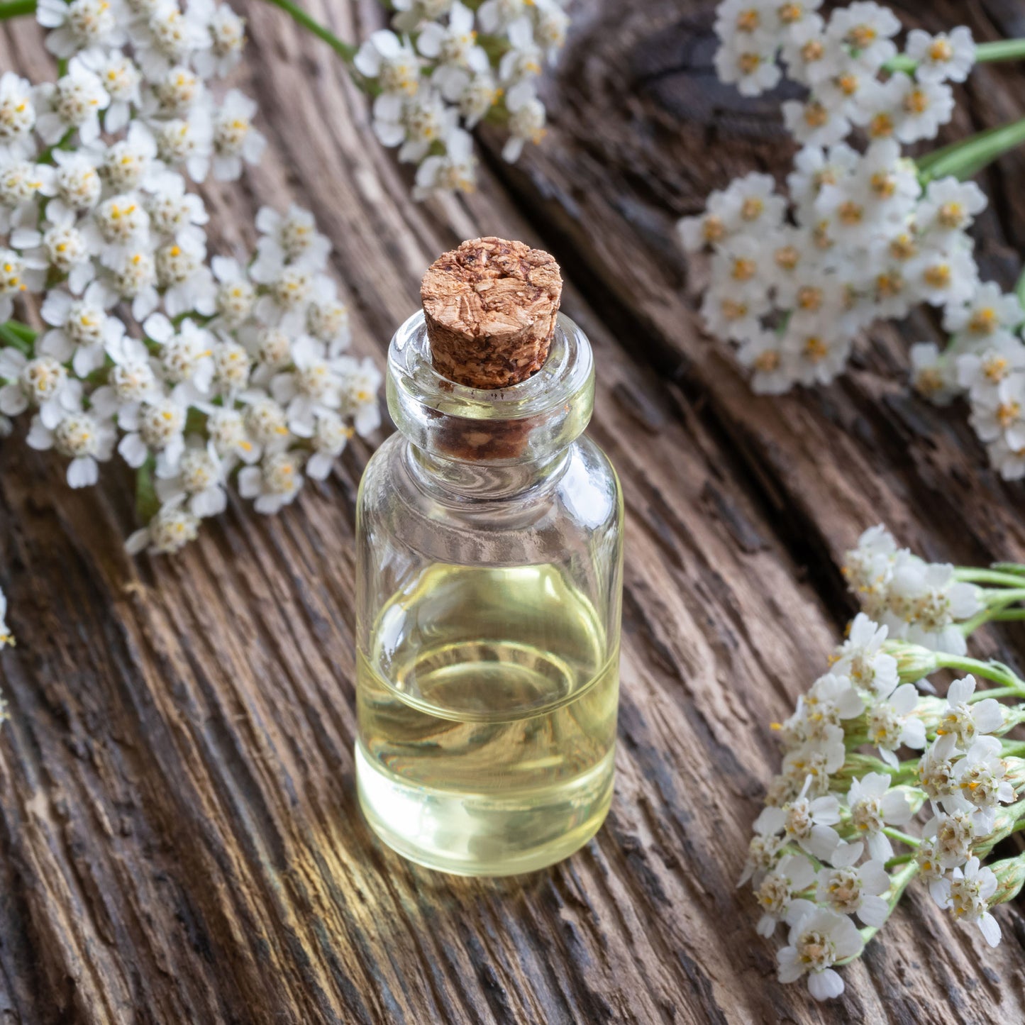 white yarrow