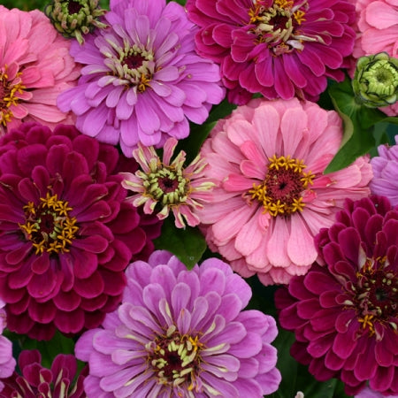 zinnia art deco mix