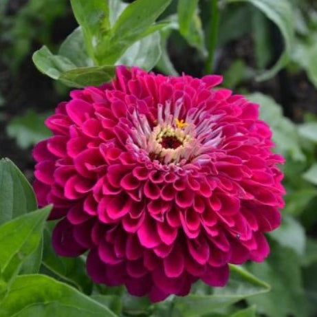 zinnia benary giant wine 