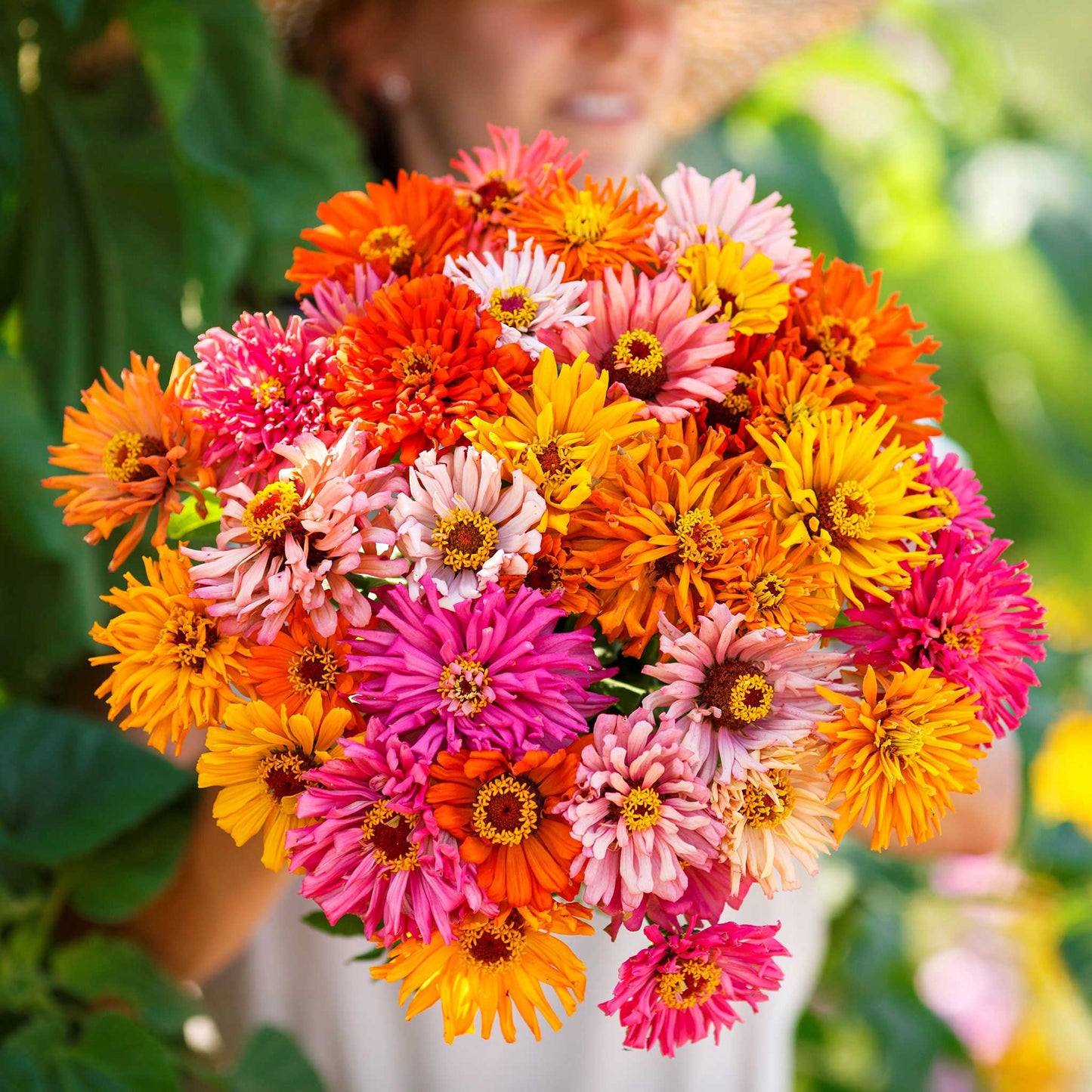 burpeeana zinnia 