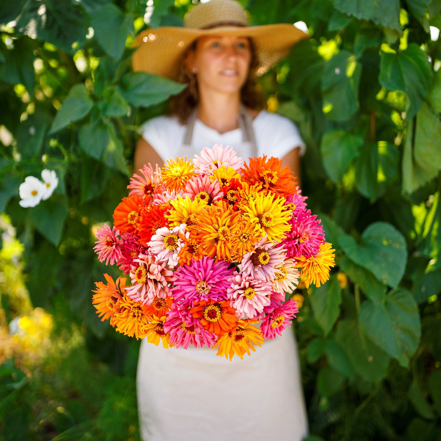 burpeeana zinnia