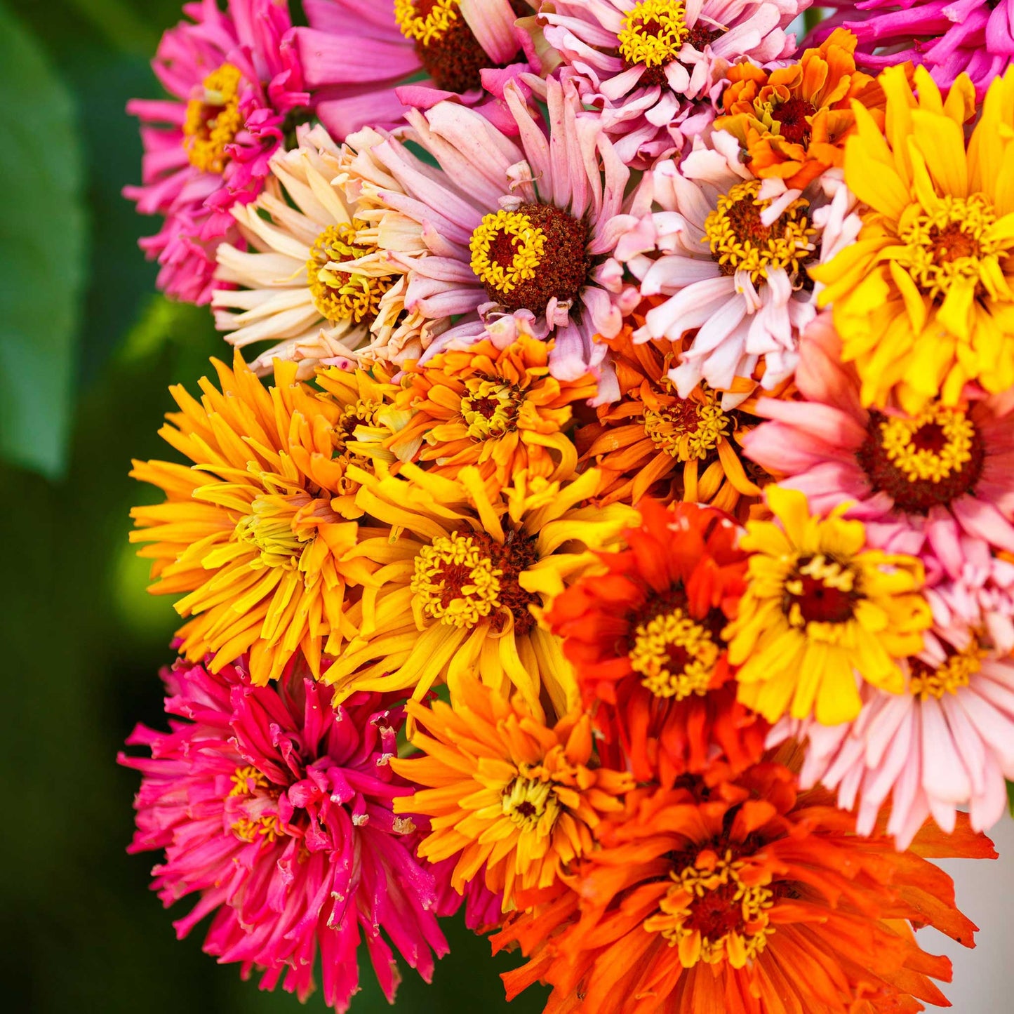 burpeeana zinnia